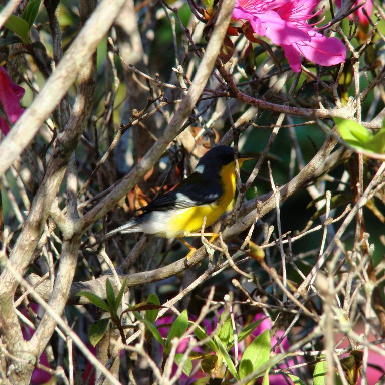 Pousada Quinta Da Bela Vista Florianópolis Eksteriør bilde